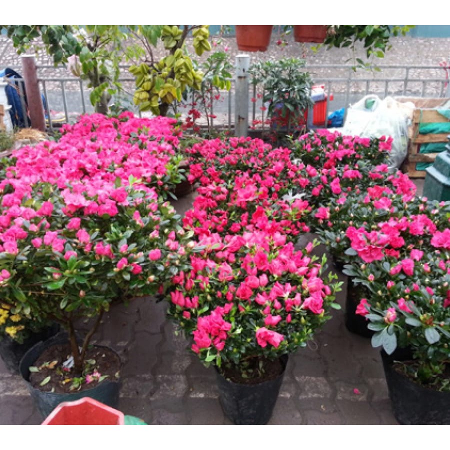 Cây giống Đỗ Quyên ta