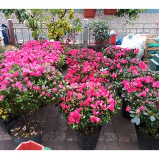 Cây giống Đỗ Quyên ta