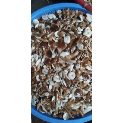 1ki Nấm tràm thiên nhiên,đã sơ chế sạch sẽ. Giao hỏa tốc TPHCM