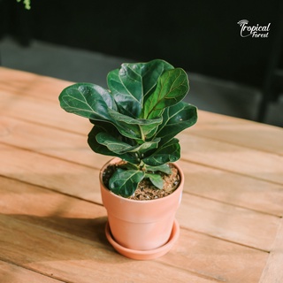 Cây bàng singapore nhiệt đới tropical forest