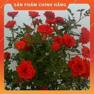 Cây hoa hồng tỉ muội đỏ hoa đẹp , cây khỏe, giá rẻ ,chất lượng tốt