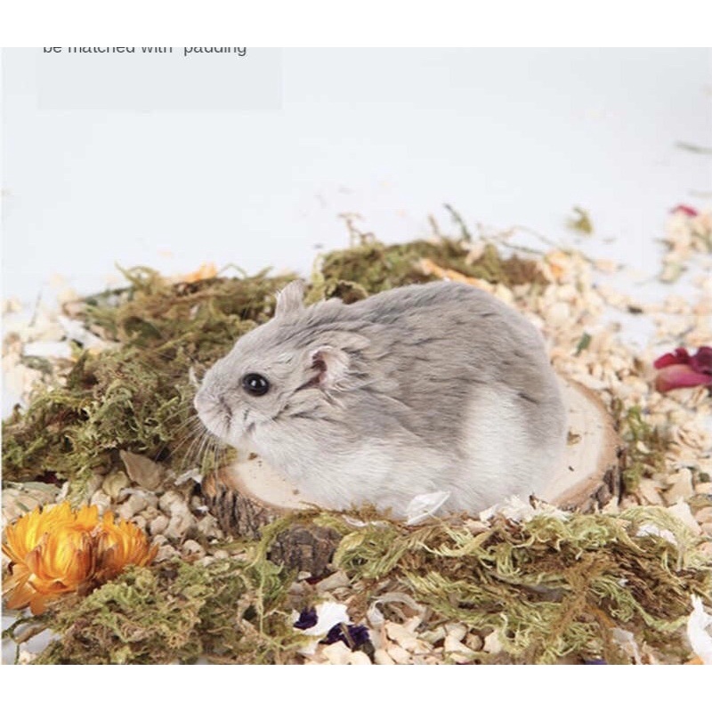 Rêu khô trang trí chuồng hamster