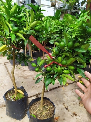 Cây tắc ngọt siêu trái
