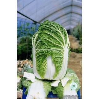 10GR 3000.HẠT Hạt Giống Cải Thảo Chịu Nhiệt 2.5KG TG47 (| C45*X56)