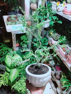 Chậu Trồng cây Hoặc Nuôi Cá