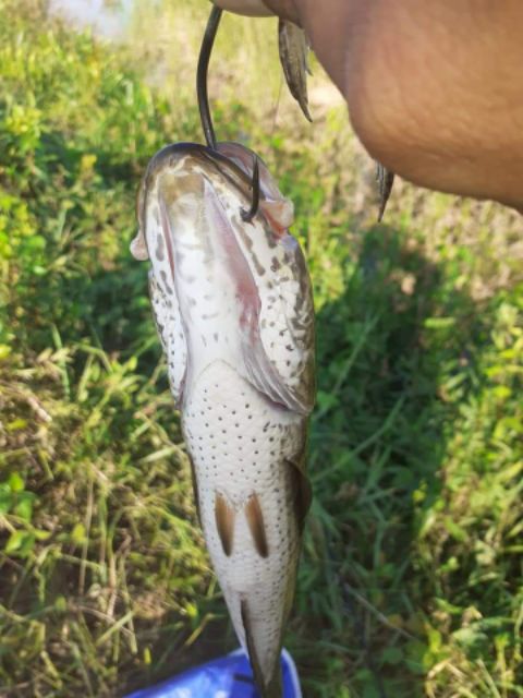 LƯỠI câu cá lóc