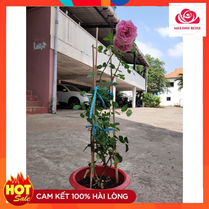 Hoa hồng ngoại leo Abraham Darby- Sắc hồng thuần khiết với hương thơm nồng nàn- Vườn Hoa Melinhrose