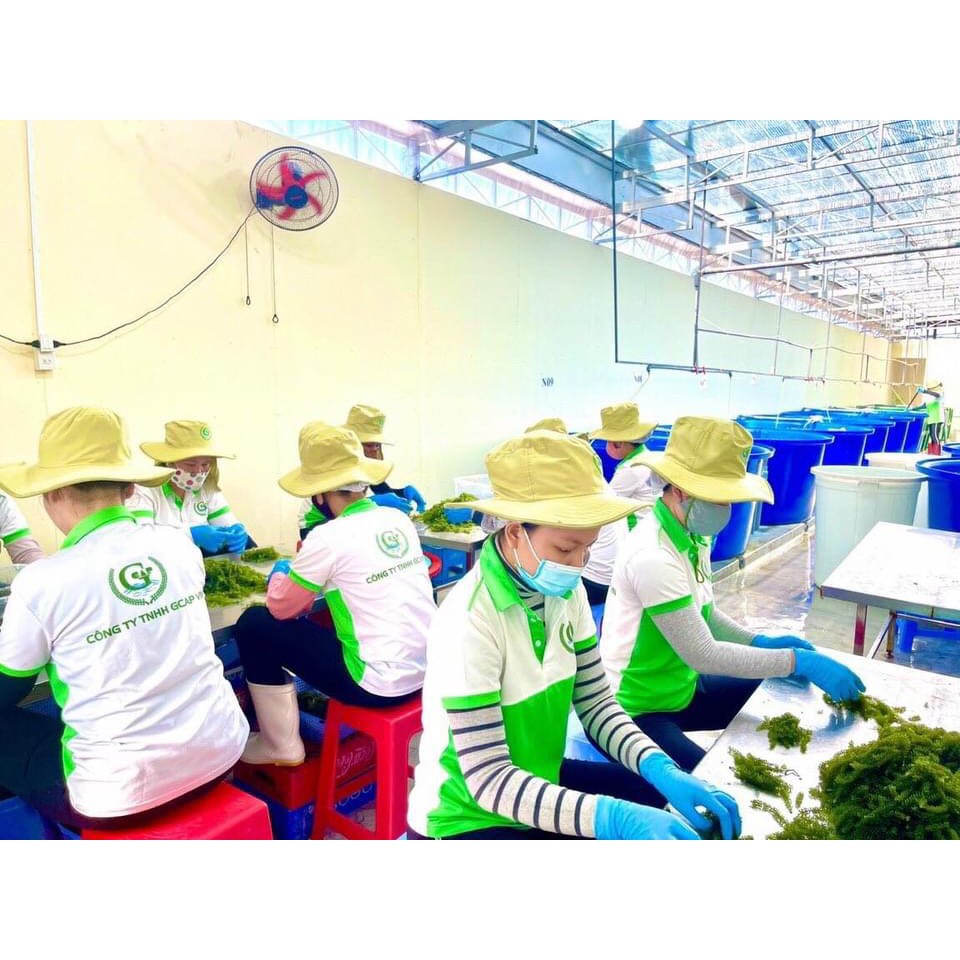 Rong nho GreenFood Nha Trang- Hàng chính hãng | BigBuy360 - bigbuy360.vn