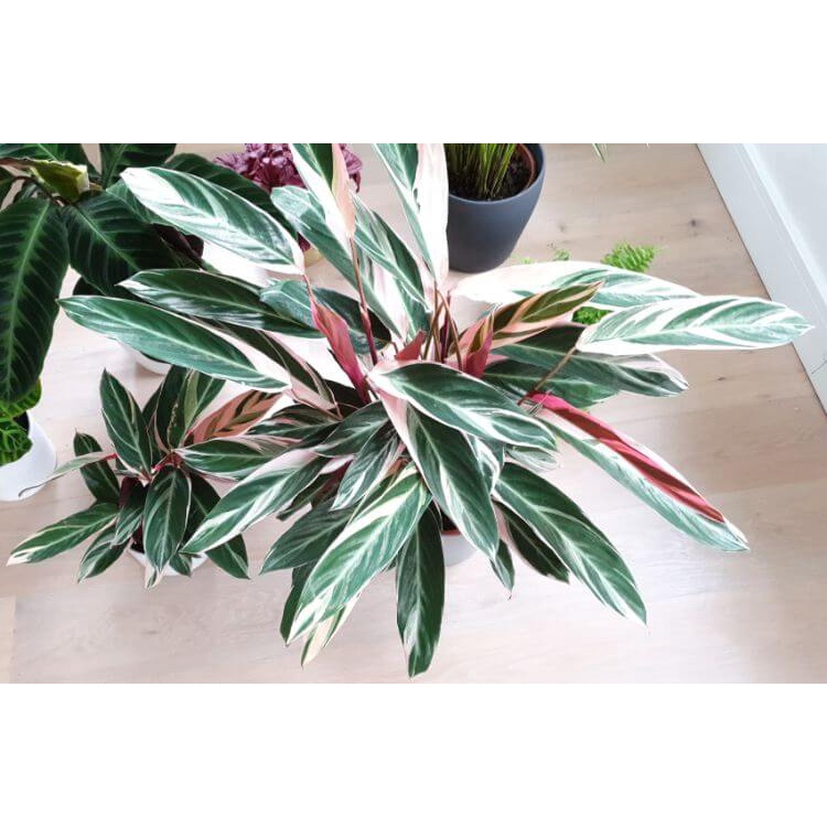 Cây giống Stromanthe sanguinea Triostar (Tam Sắc Tam Tài) chậu nhựa 8cm