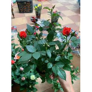 Chậu Hoa hồng tezza lớn.