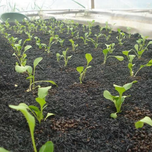 200G Trấu Hun Hạt To Giá Thể Tốt Cho Mọi Cây Trồng