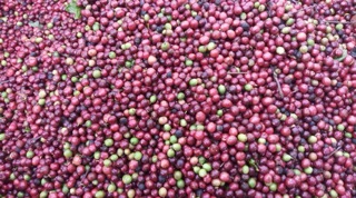 mika cà phê 3 kg cafe bột nguyên chất