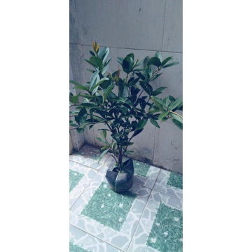 Cây cherry brazil, bầu to, cây đẹp, cao từ 70-100cm.