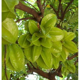Hạt giống cây khế chua - 5 hạt/gói ( tặng gói kích hạt nảy mầm  )
