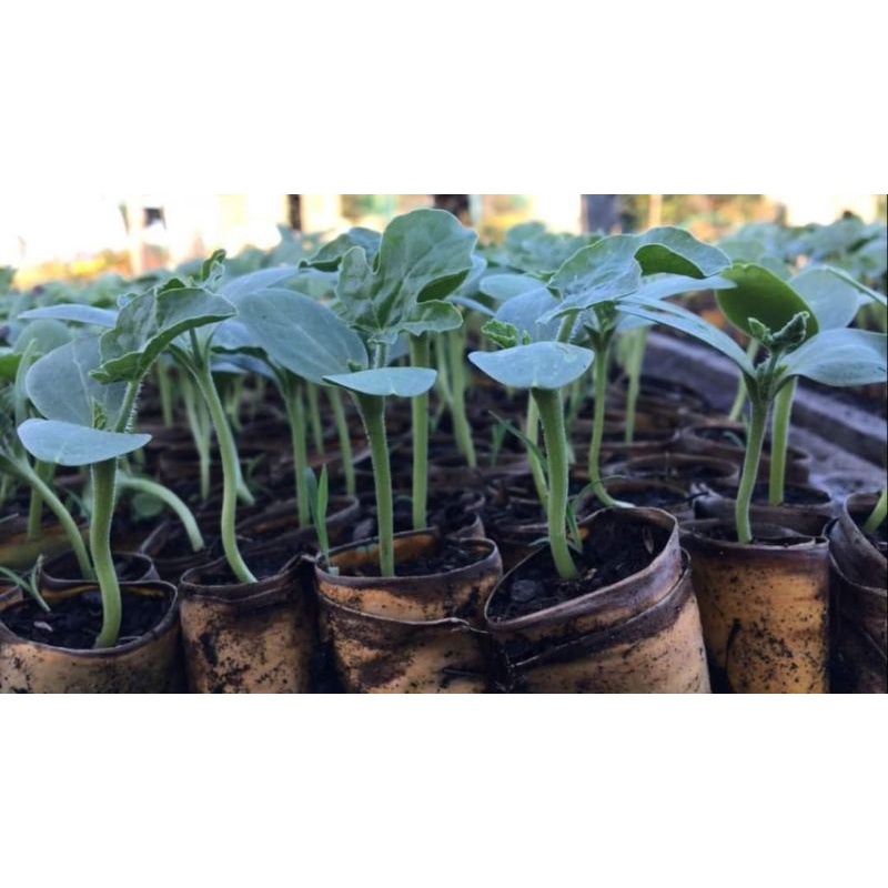 Gói 50 hạt giống dưa hấu lai F1