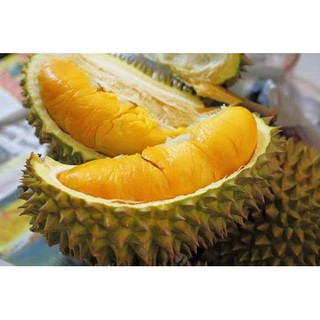 Cây Sầu Riêng Hạt Lép
