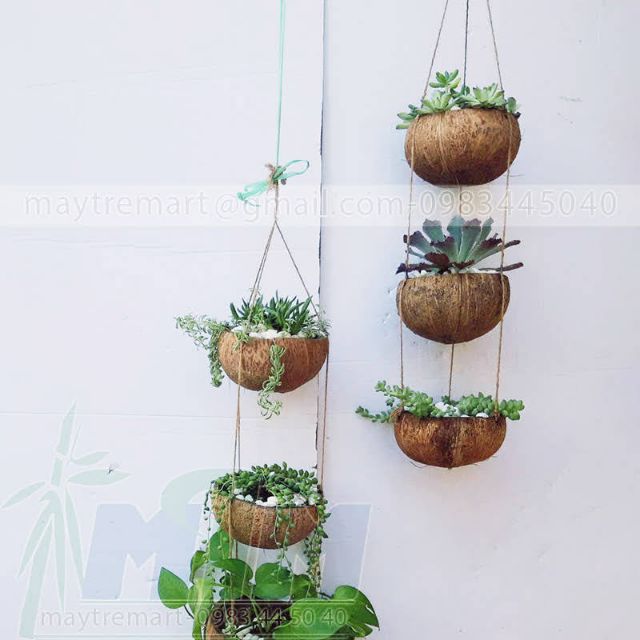 Chậu gáo dừa, dây gáo dừa treo trồng cây.