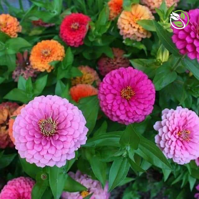 Hạt Giống Hoa Cúc Lá Nhám MIX PN-12 Phú Nông - Gói 1g - Zinnia Elegans Mix