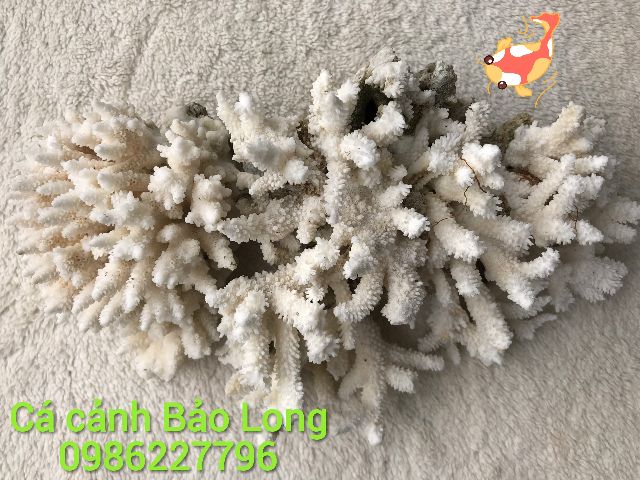 San hô trang trí bể cá 500g ( Cá cảnh Bảo Long)