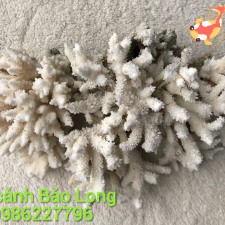 San hô trang trí bể cá 500g ( Cá cảnh Bảo Long)