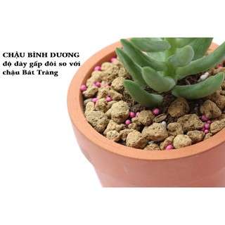 Chậu đất nung