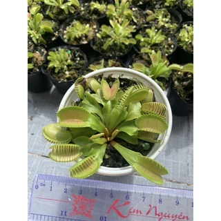 (Giao nhanh 1h) Cây bẫy kẹp size khủng kẹp 2-3cm