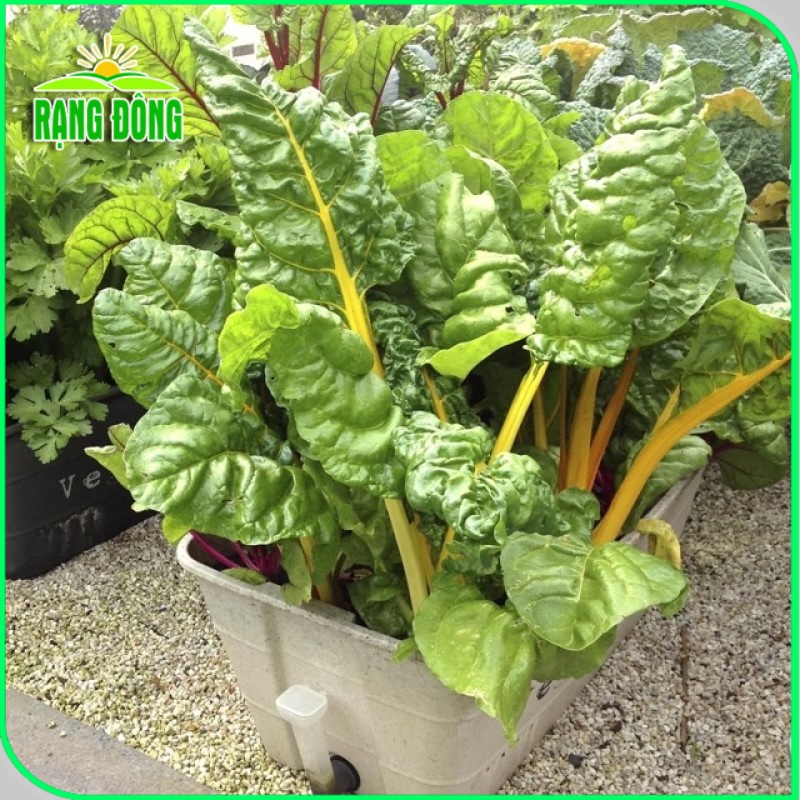 Hạt giống Cải Cầu Vồng Vàng (Cải Cầu Vòng) dễ trồng, sinh trưởng tốt (gói 10gr) - Hạt giống Rạng Đông