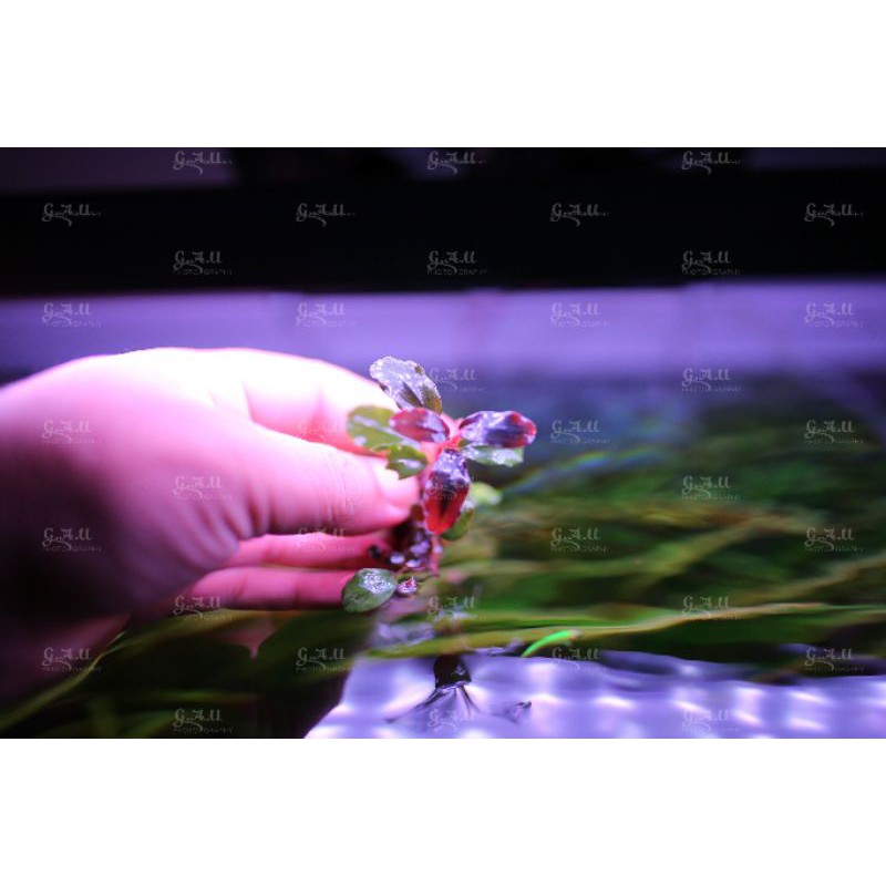 Bucep mix hàng cạn  - hàng về 29.5.2021