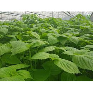 Hạt Giống Lá Vừng / Mè Hàn Quốc (1 Gr) - [MUA 3 TẶNG 1 CÙNG LOẠI] - Giàu Vitamin , Thơm Ngon, Năng Suất