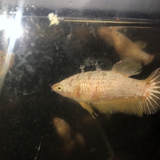 BETTA RỒNG VÀNG ( mái )