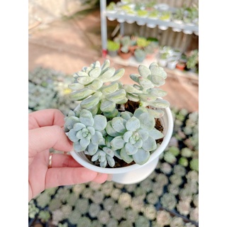 Sen đá sỏi thiên thanh size trung 5-7 cm xuất vườn đà Lạt