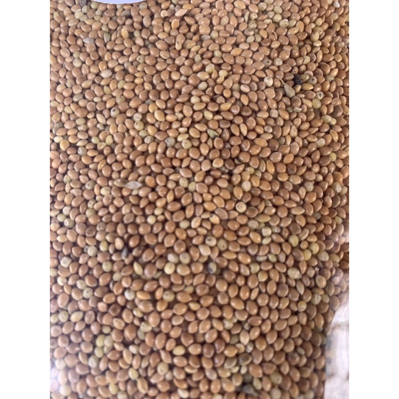 Hạt kê bóng vàng 1kg