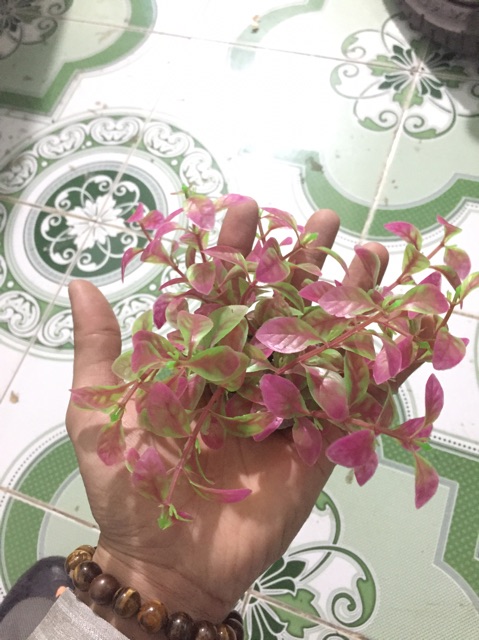 Cây cỏ trang trí bể rùa , trang trí bể cá cảnh