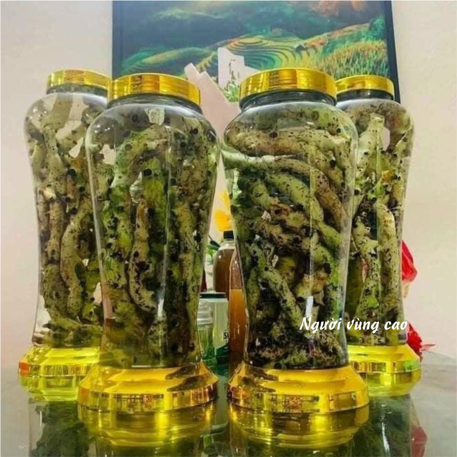 Cốt Toái Bổ - Hàng Tươi [Combo 3-5Kg] (Cây Tắc Kè Đá Rừng)