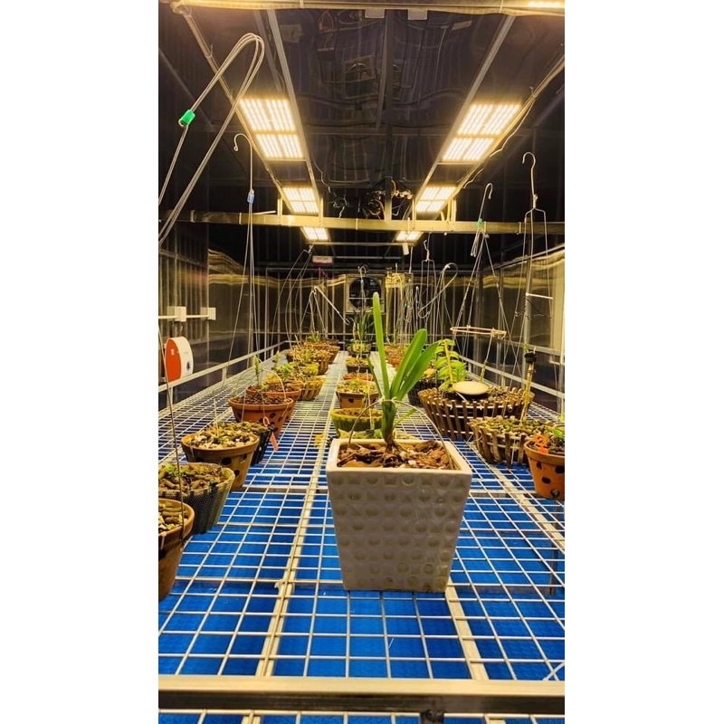 Đèn led trồng cây 240w kích thích tăng trưởng