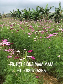 2.500 hạt Cúc bướm hồng đỏ trắng