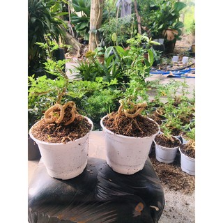 cần thăng mini