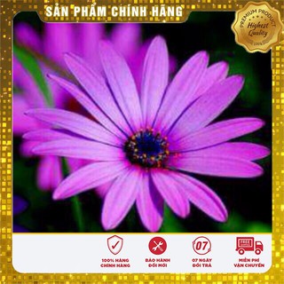 Hạt Giống Hoa Cúc Châu Phi(20 hạt)