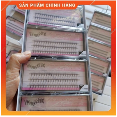 Mi hoa sơn trà tím