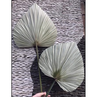 lá cọ khô decor