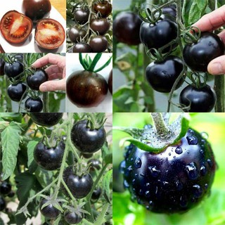  Gói 5 hạt cà chua đen