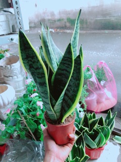 Lưỡi Hổ Cao