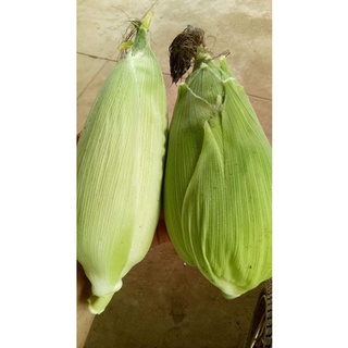 1 Kí Hạt Giống Bắp Nù Sữa