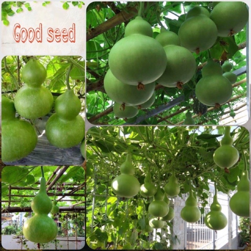 Hạt giống bầu hồ lô cao sản F1