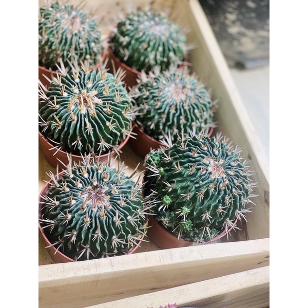 XƯƠNG RỒNG GAI NHỌN C