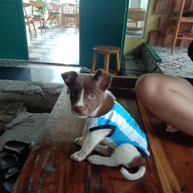 áo chó lớn