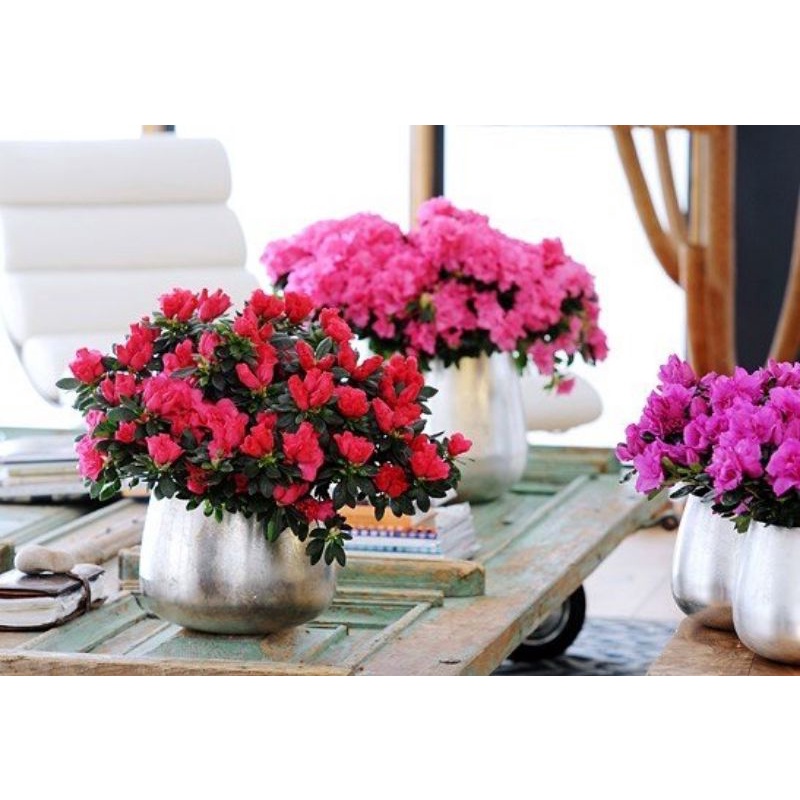 Hoa đổ quyên hồng / đỏ - cây size trung