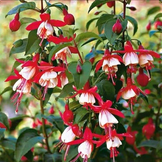 5 Cây giống Hoa Lồng Đèn