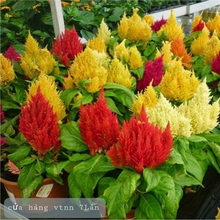 Hạt giống Mồng gà đuôi phụng lùn HN