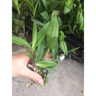 Hoa phong lan denro mini yaya